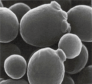 saccaromyces